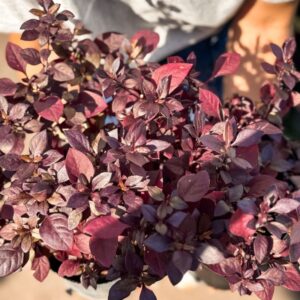 althernanthera