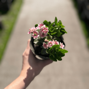 kalanchoe-simple-3